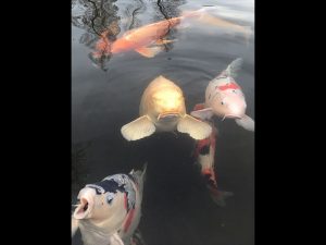 近所の公園の池には鯉がいます。