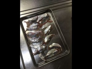 自粛GW中は魚を捌く練習をして、なんとかアジを捌けるようになりました。