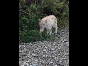 釣り場で出会った猫ですが、釣れた魚を貰うために、後ろで静かに待機しています。