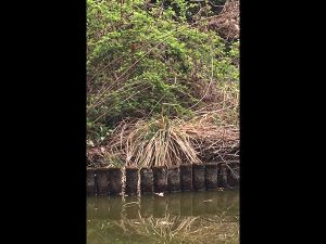 早朝の公園で静かに釣りをしていると、目の前で魚を捕っていくカワセミを見ることができます。