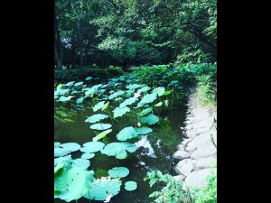 近所の公園で蓮の花が咲きました。